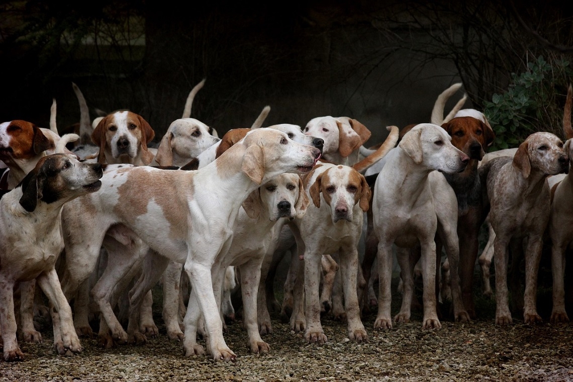 Traffico di Cani Ridotti a OGM: Un Business Criminale Spaventoso