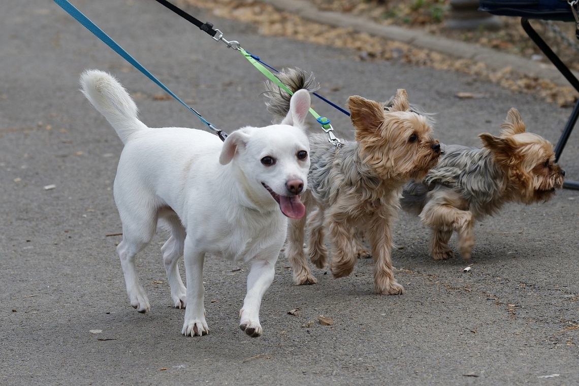 Scelta degli Accessori per Cani: Pettorine, Collari e Guinzagli