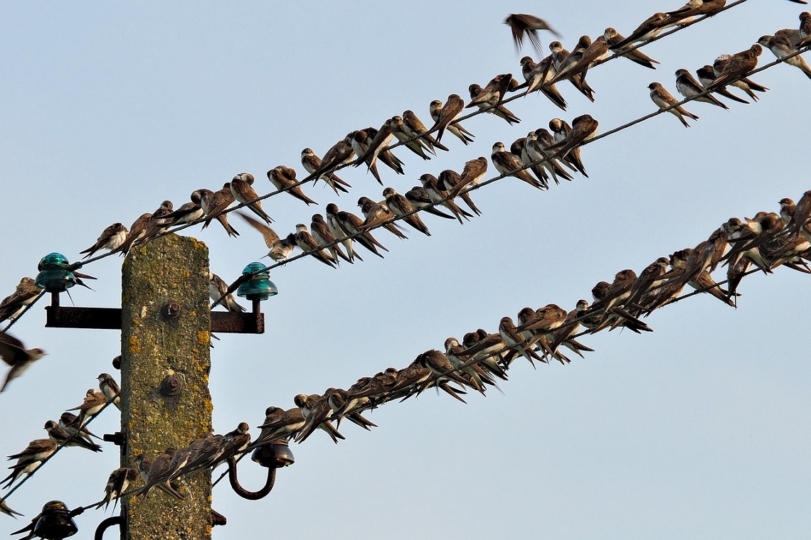 Gli straordinari metodi di navigazione degli uccelli migratori