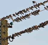 Gli straordinari metodi di navigazione degli uccelli migratori